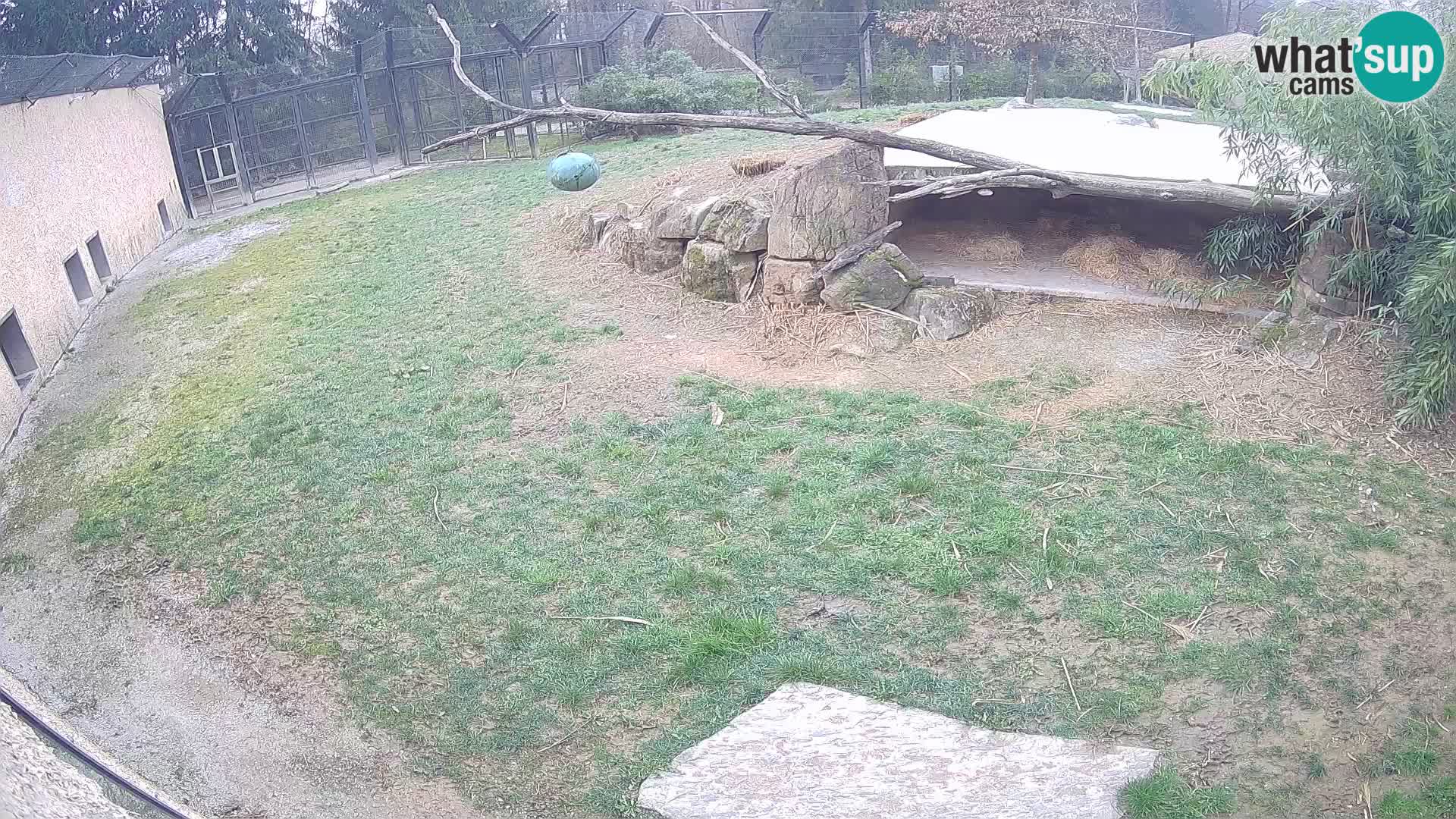 Löwe live Webcam im Zoo von Ljubljana – Slowenien