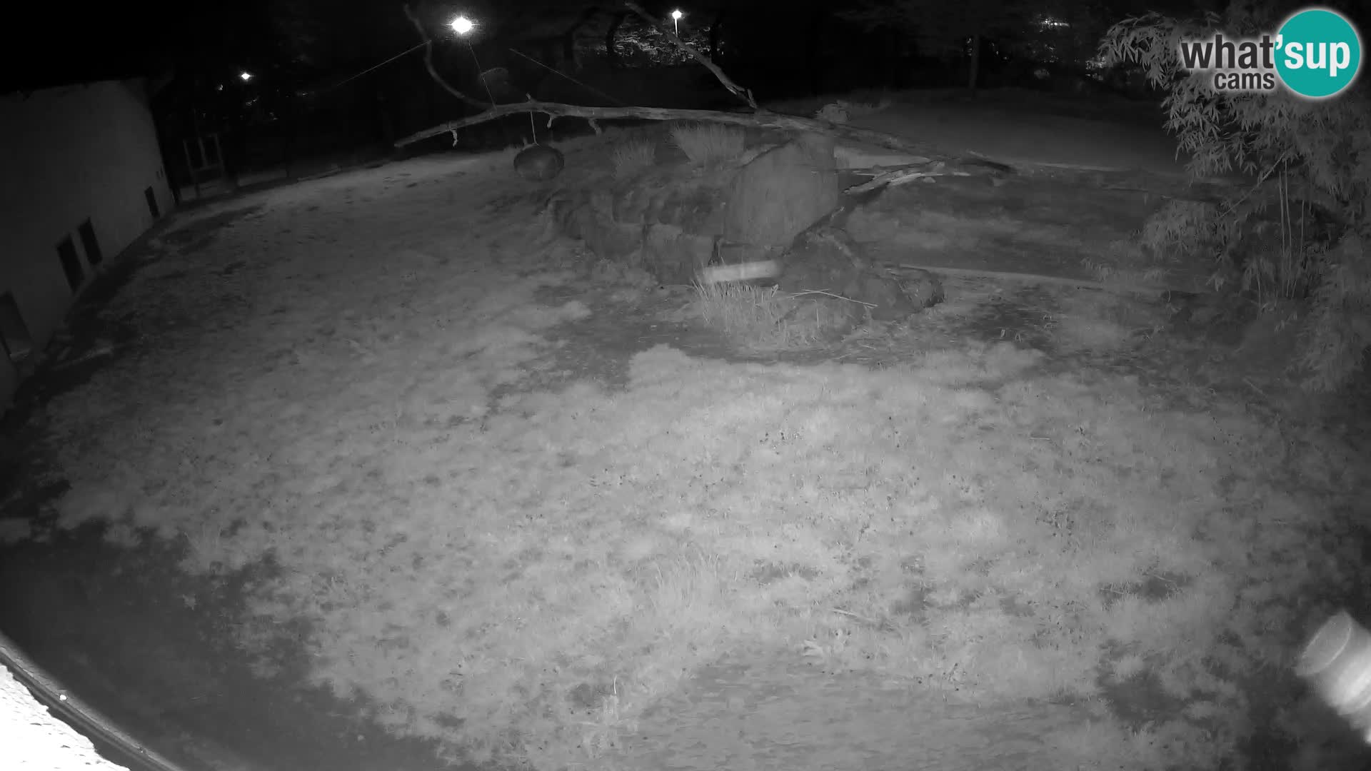 LION live Webcam in Ljubljana Zoo – Slovenia