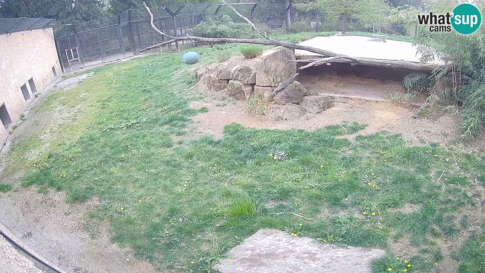 LEONE live Webcam nello zoo di Lubiana – Slovenia
