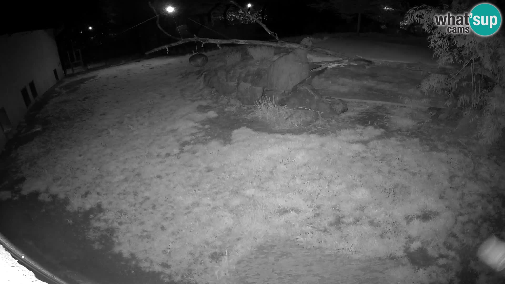 LEON Webcam en vivo en Ljubljana Zoo – Eslovenia