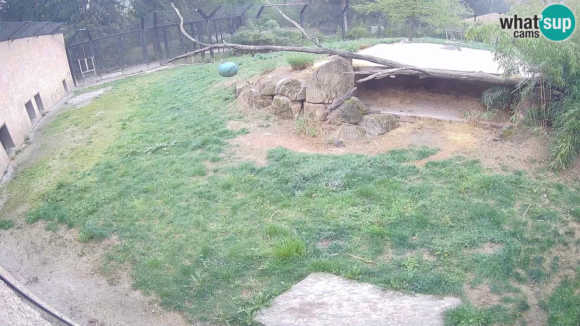 Löwe live Webcam im Zoo von Ljubljana – Slowenien