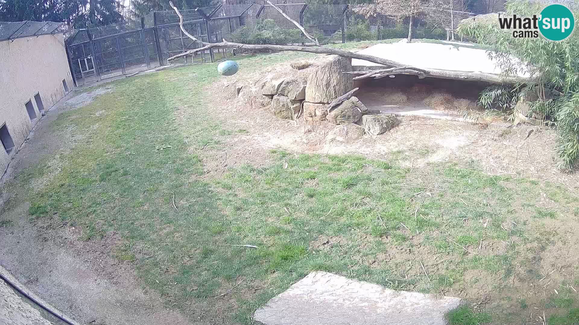 LION live Webcam in Ljubljana Zoo – Slovenia