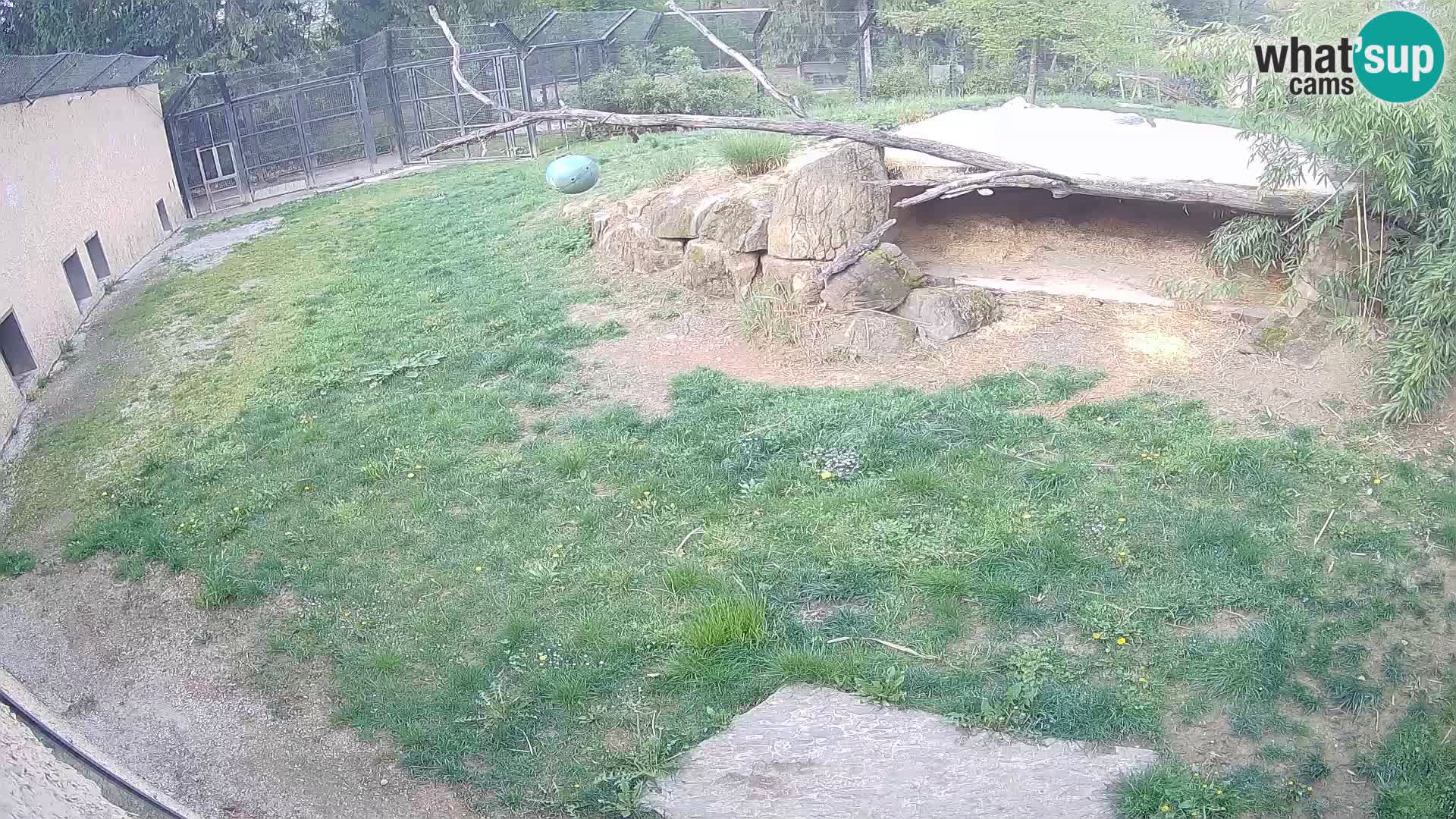 LION webcam en direct du zoo de Ljubljana – Slovénie
