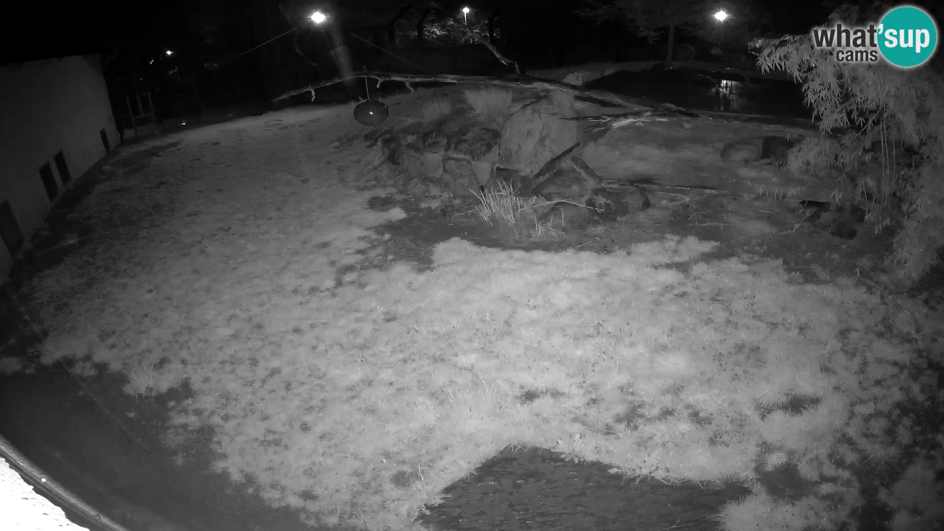 LEONE live Webcam nello zoo di Lubiana – Slovenia