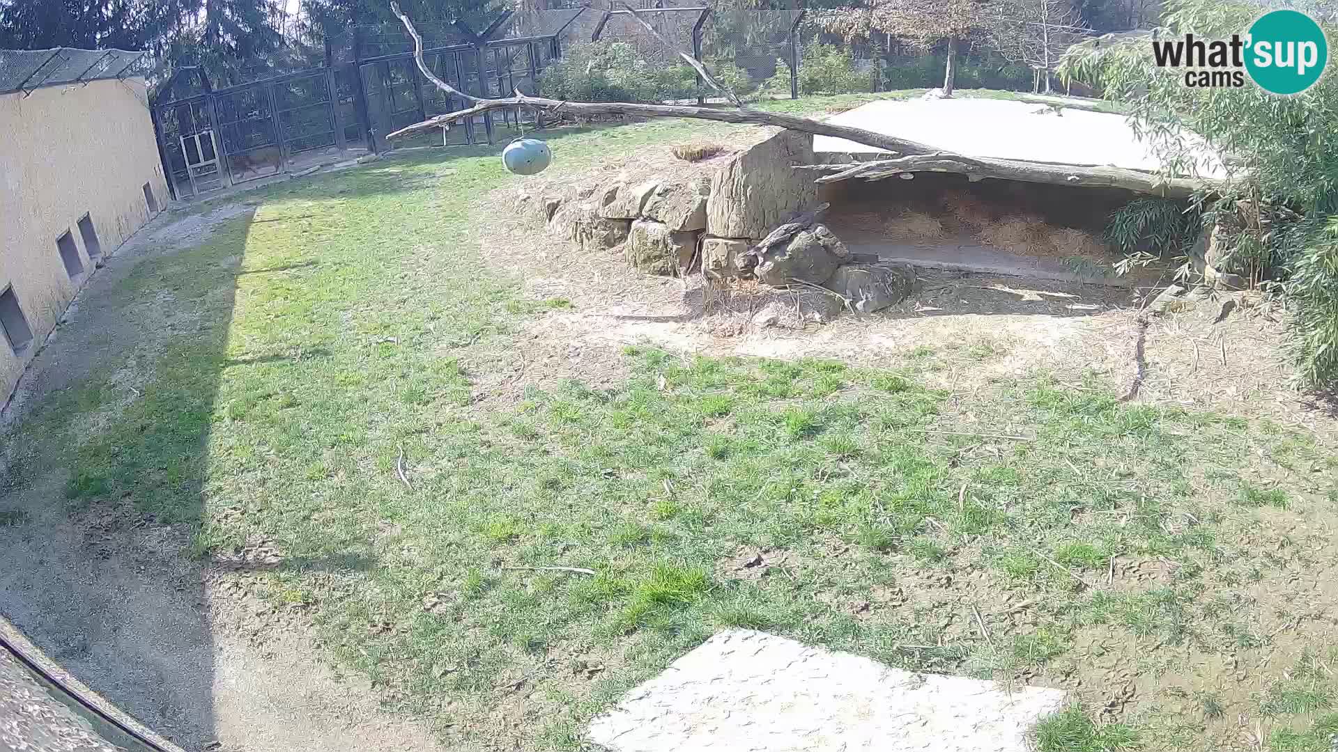 LEON Webcam en vivo en Ljubljana Zoo – Eslovenia