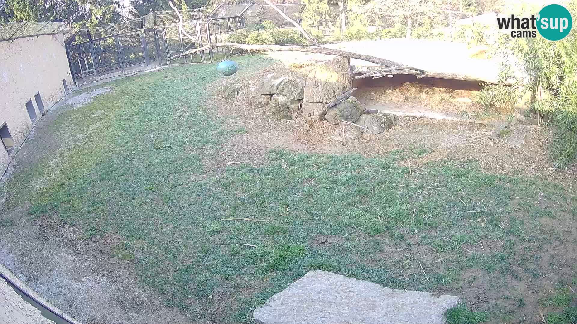 LION live Webcam in Ljubljana Zoo – Slovenia