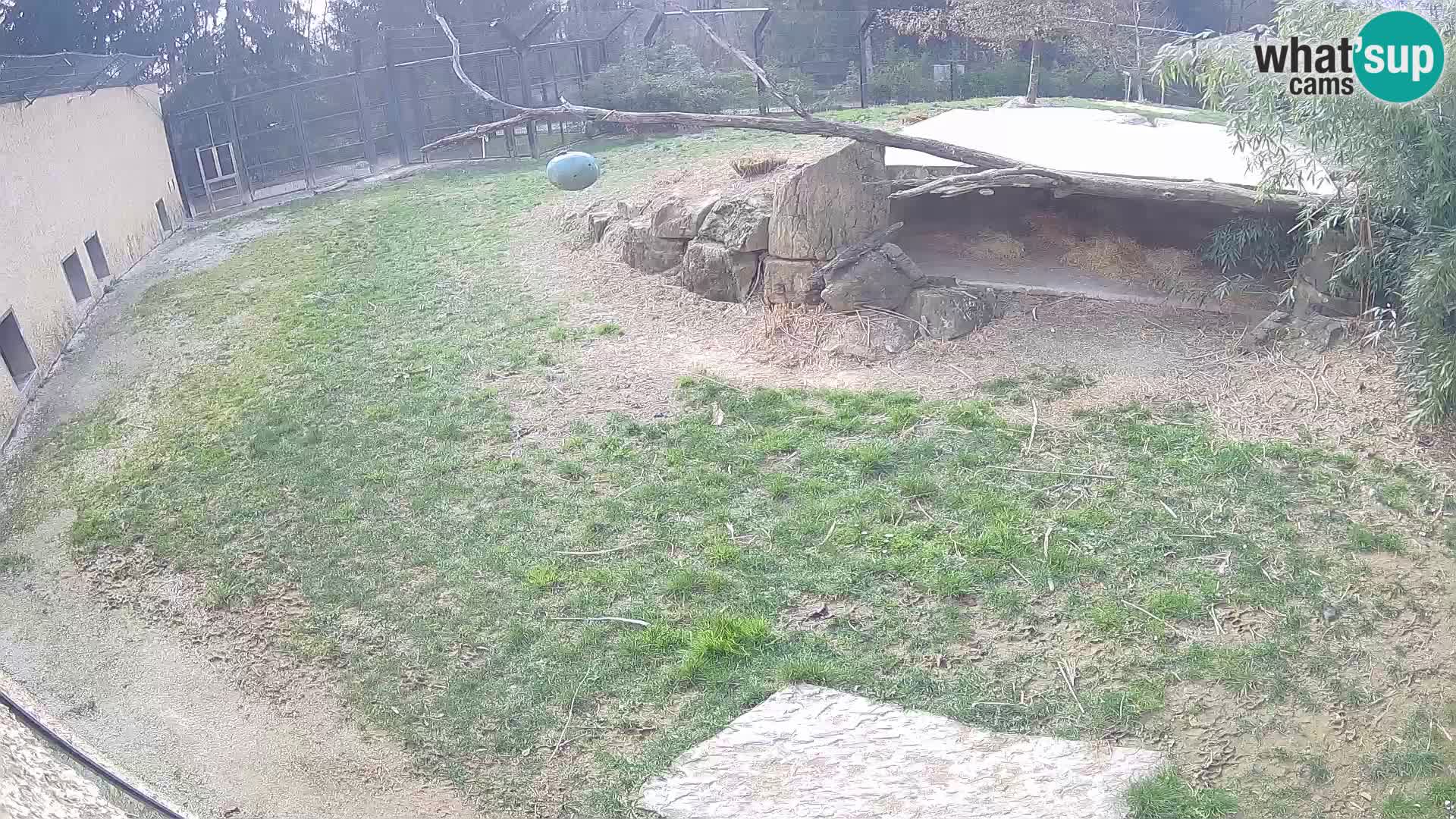 LION live Webcam in Ljubljana Zoo – Slovenia