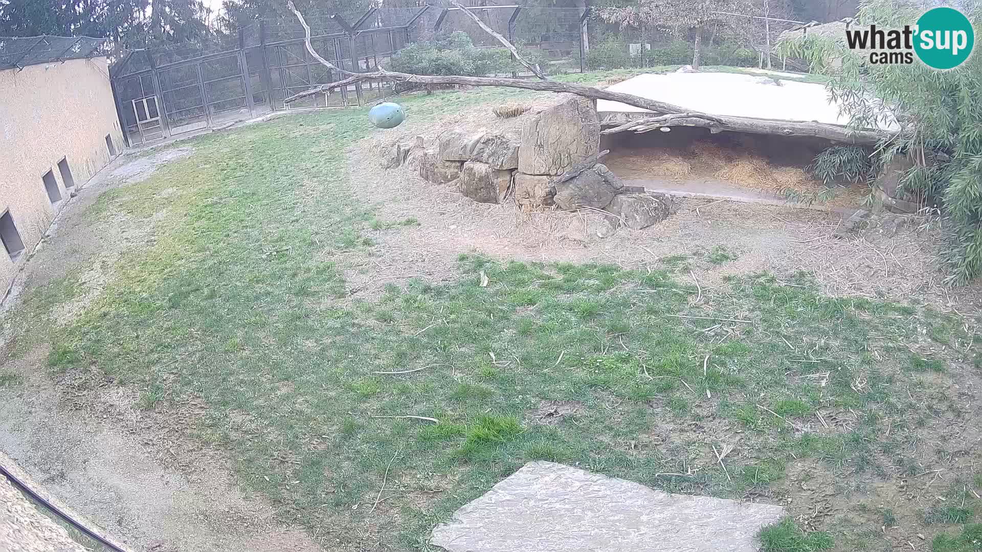 LION webcam en direct du zoo de Ljubljana – Slovénie