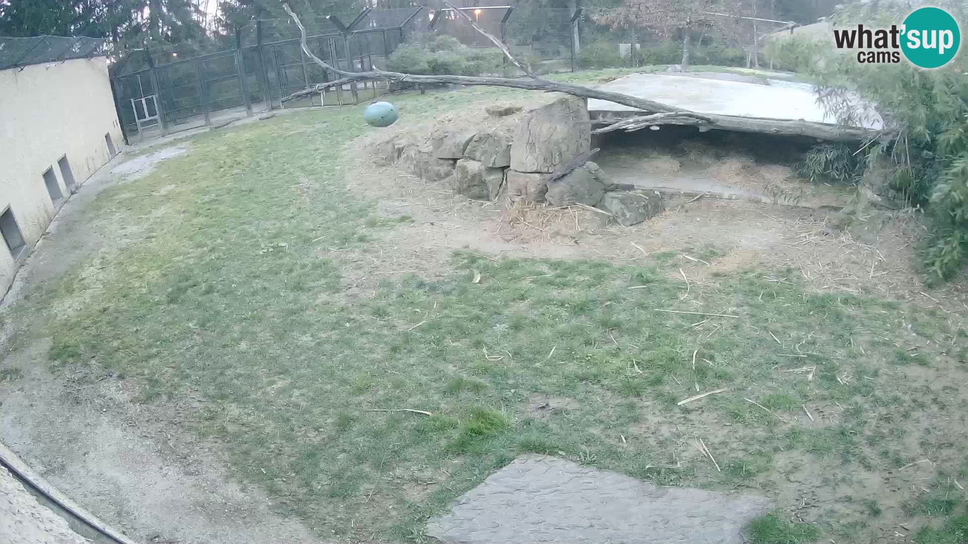 LION webcam en direct du zoo de Ljubljana – Slovénie