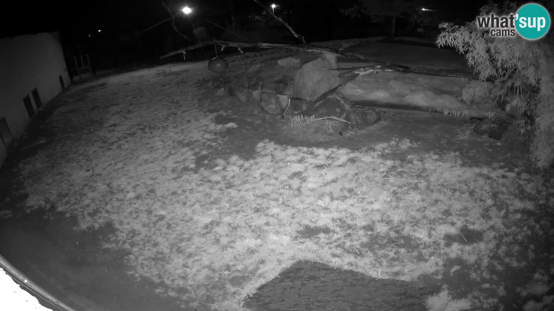 LION live Webcam in Ljubljana Zoo – Slovenia