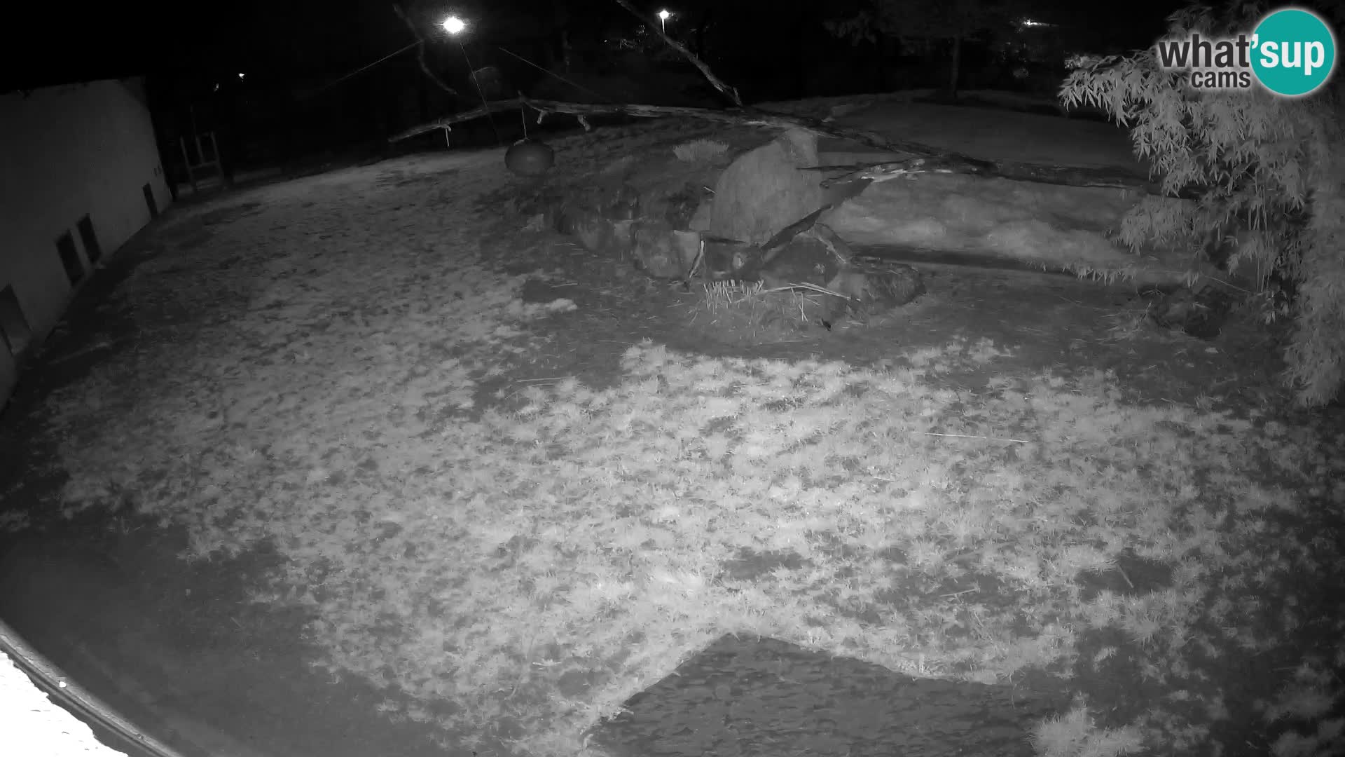 LION live Webcam in Ljubljana Zoo – Slovenia