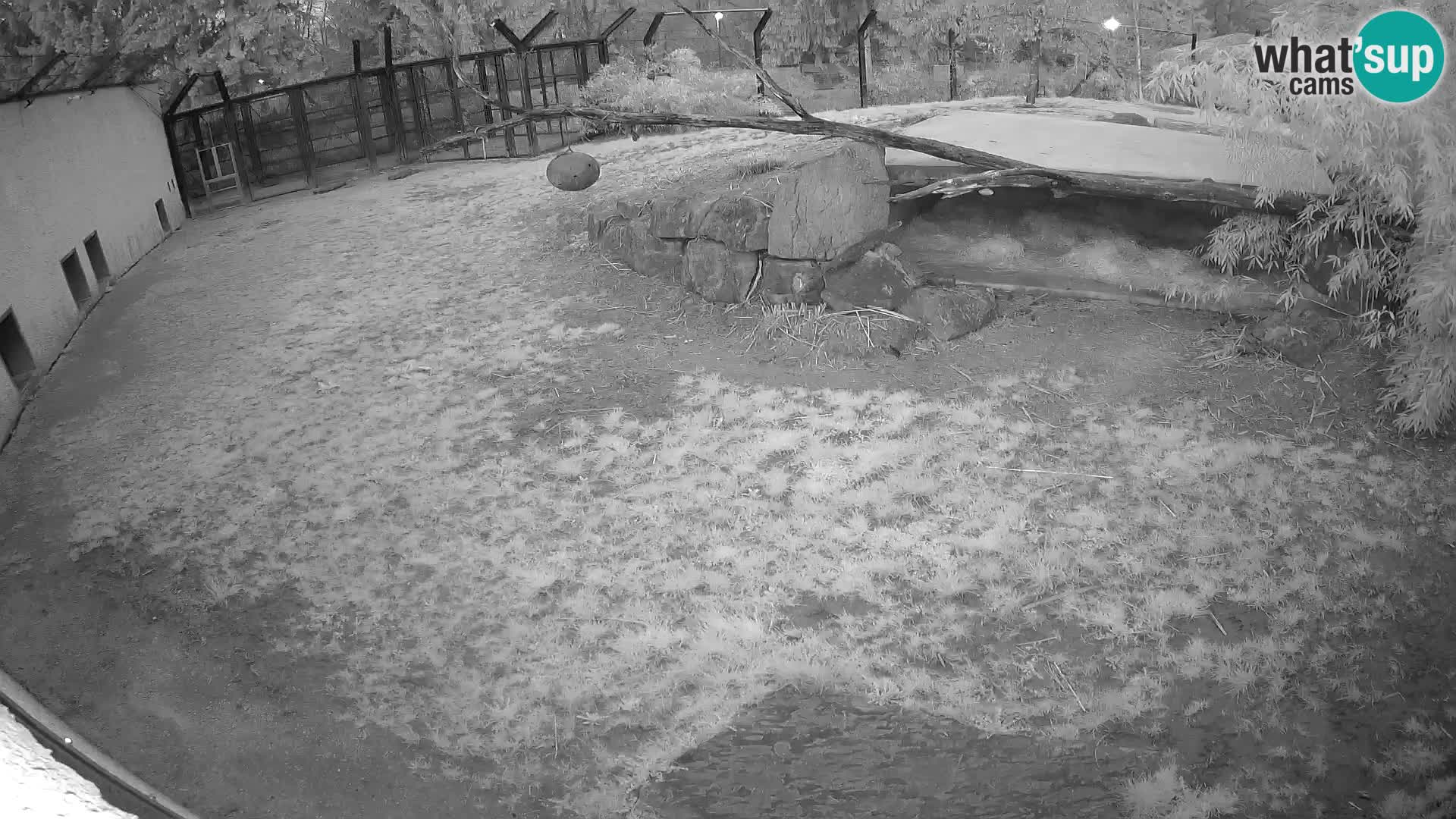 LION live Webcam in Ljubljana Zoo – Slovenia