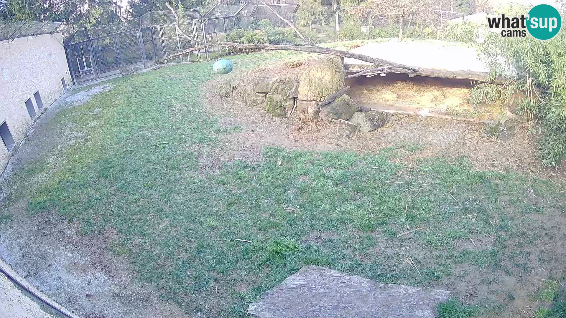 LION live Webcam in Ljubljana Zoo – Slovenia