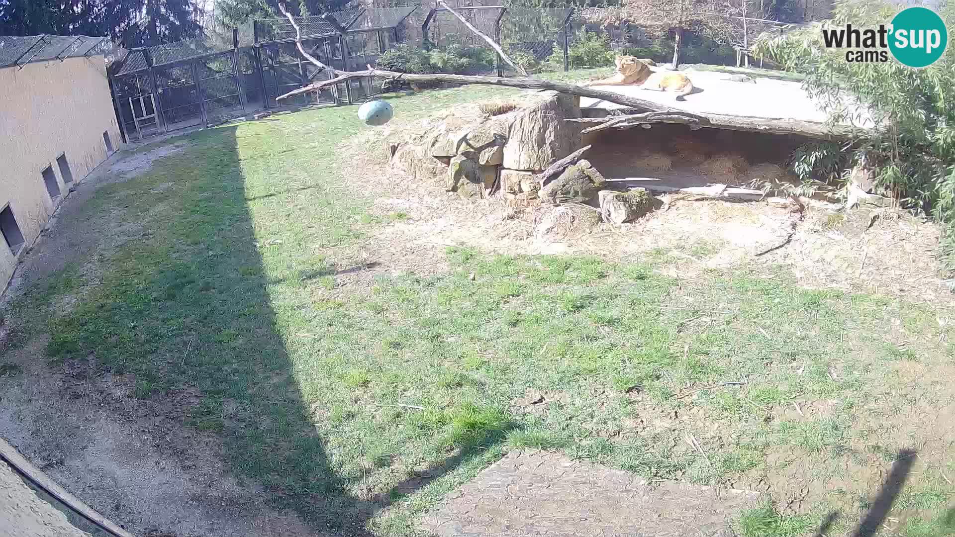 Löwe live Webcam im Zoo von Ljubljana – Slowenien