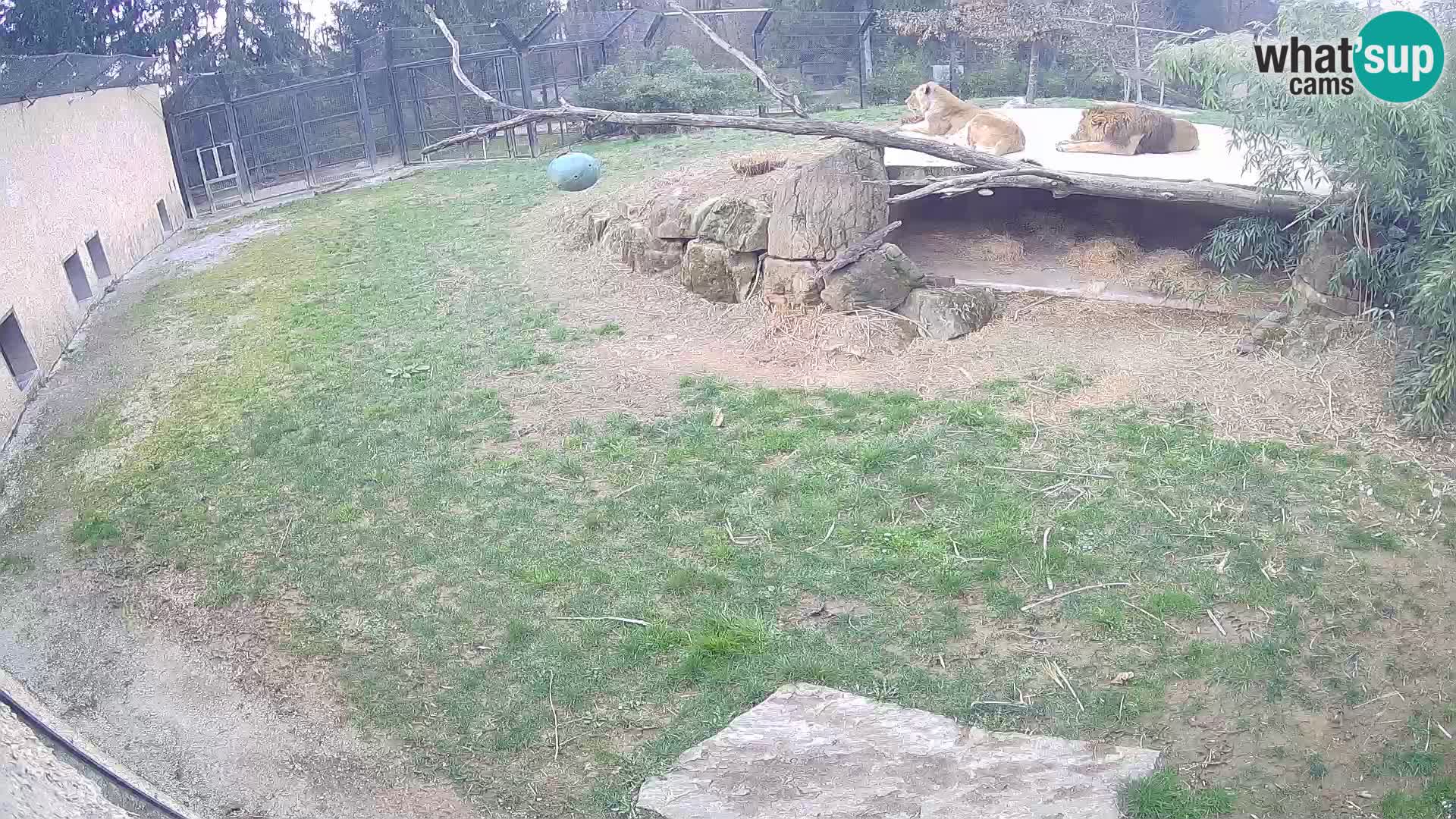 LEVI spletna kamera v živalskem vrtu Ljubljana Zoo