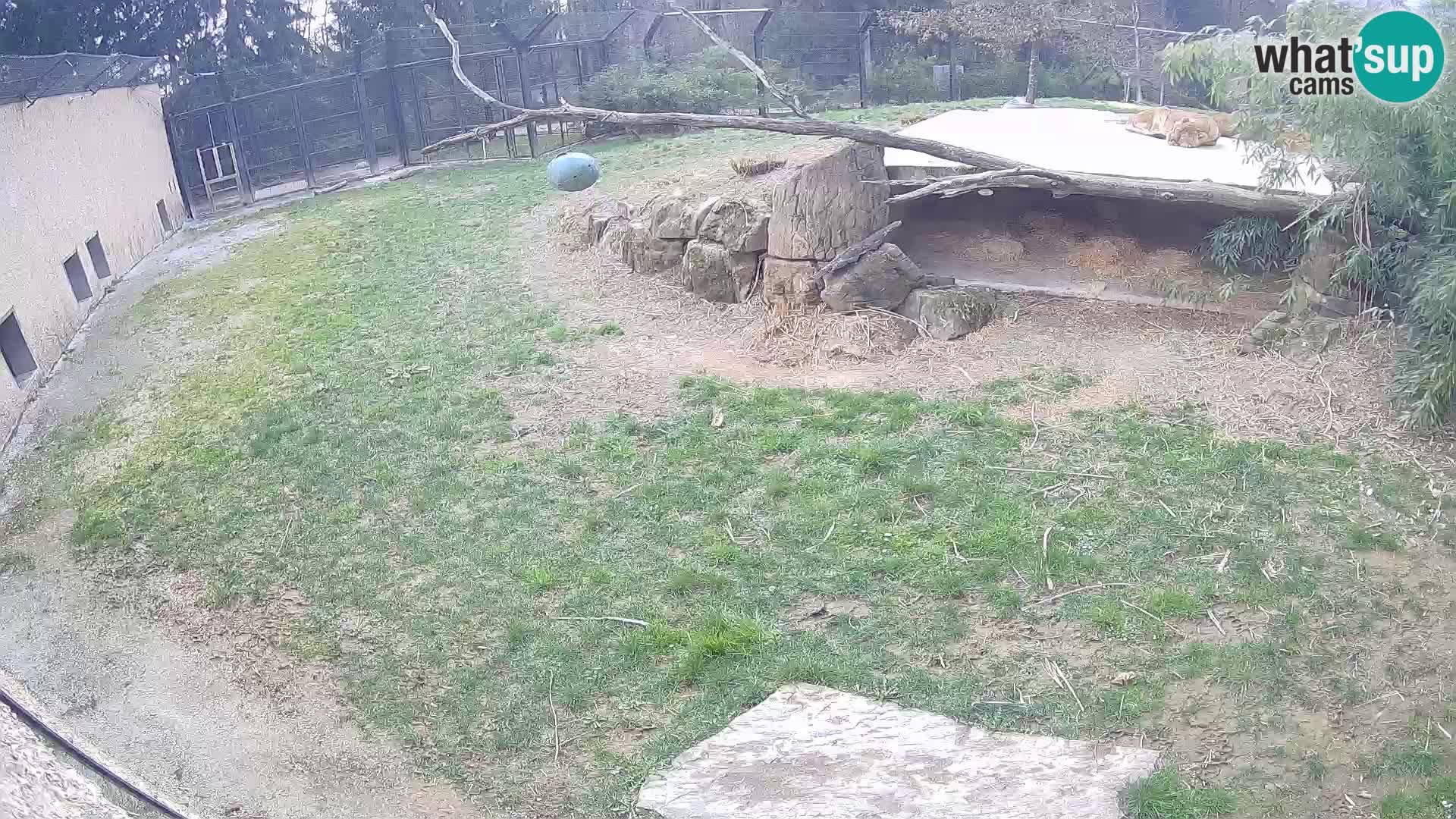 LEVI spletna kamera v živalskem vrtu Ljubljana Zoo