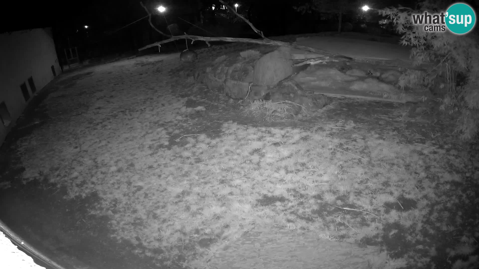 LION live Webcam in Ljubljana Zoo – Slovenia