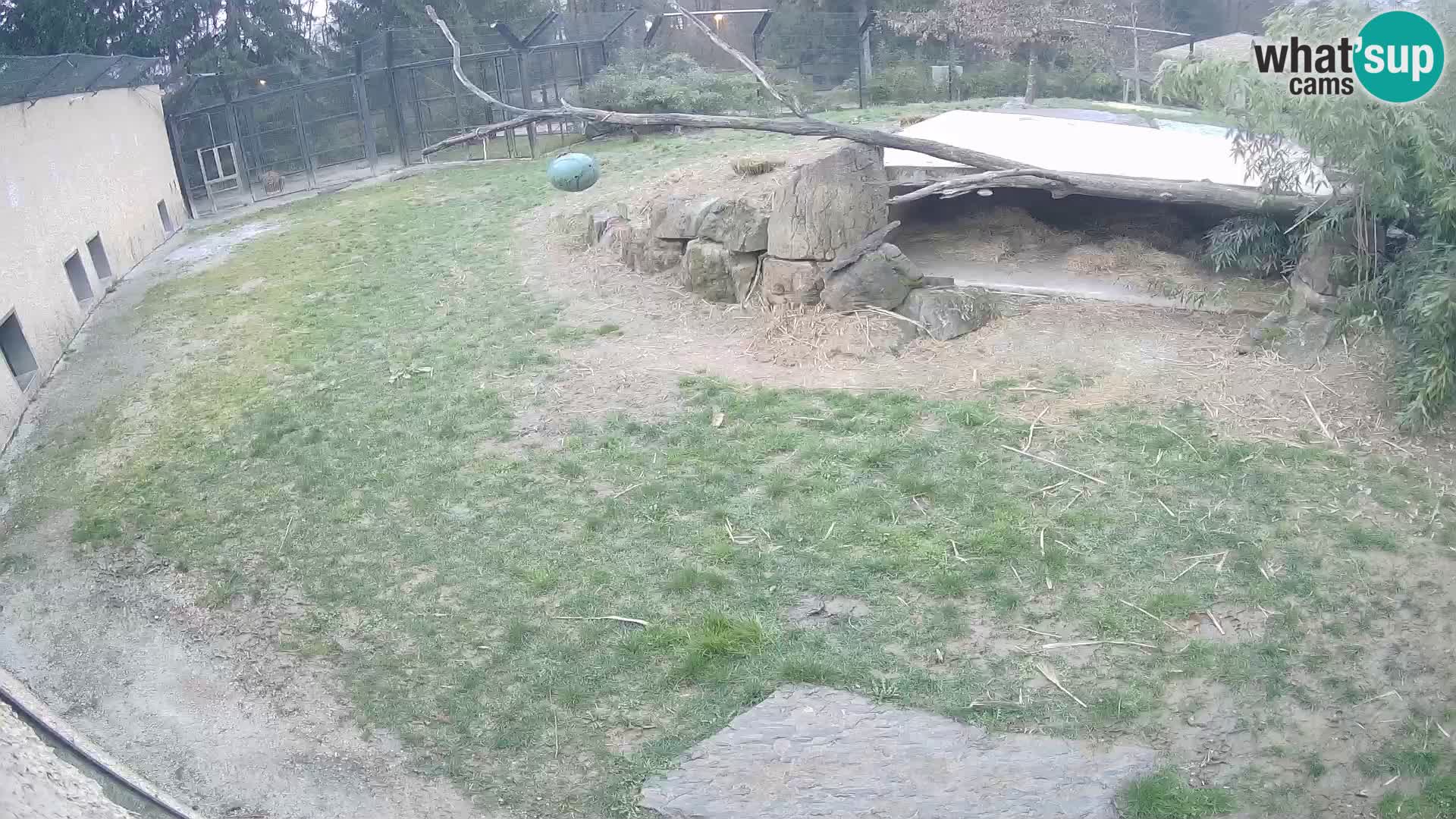 LION live Webcam in Ljubljana Zoo – Slovenia