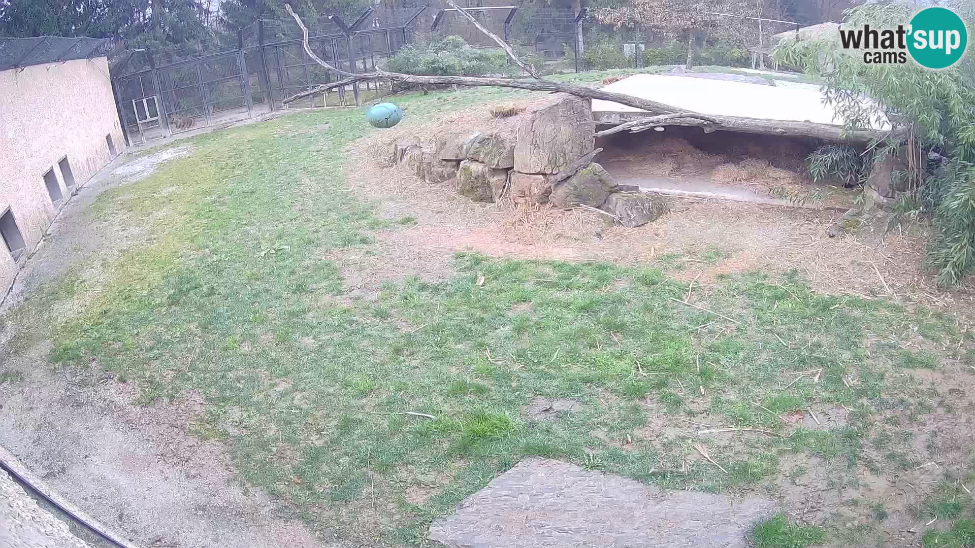 LION live Webcam in Ljubljana Zoo – Slovenia