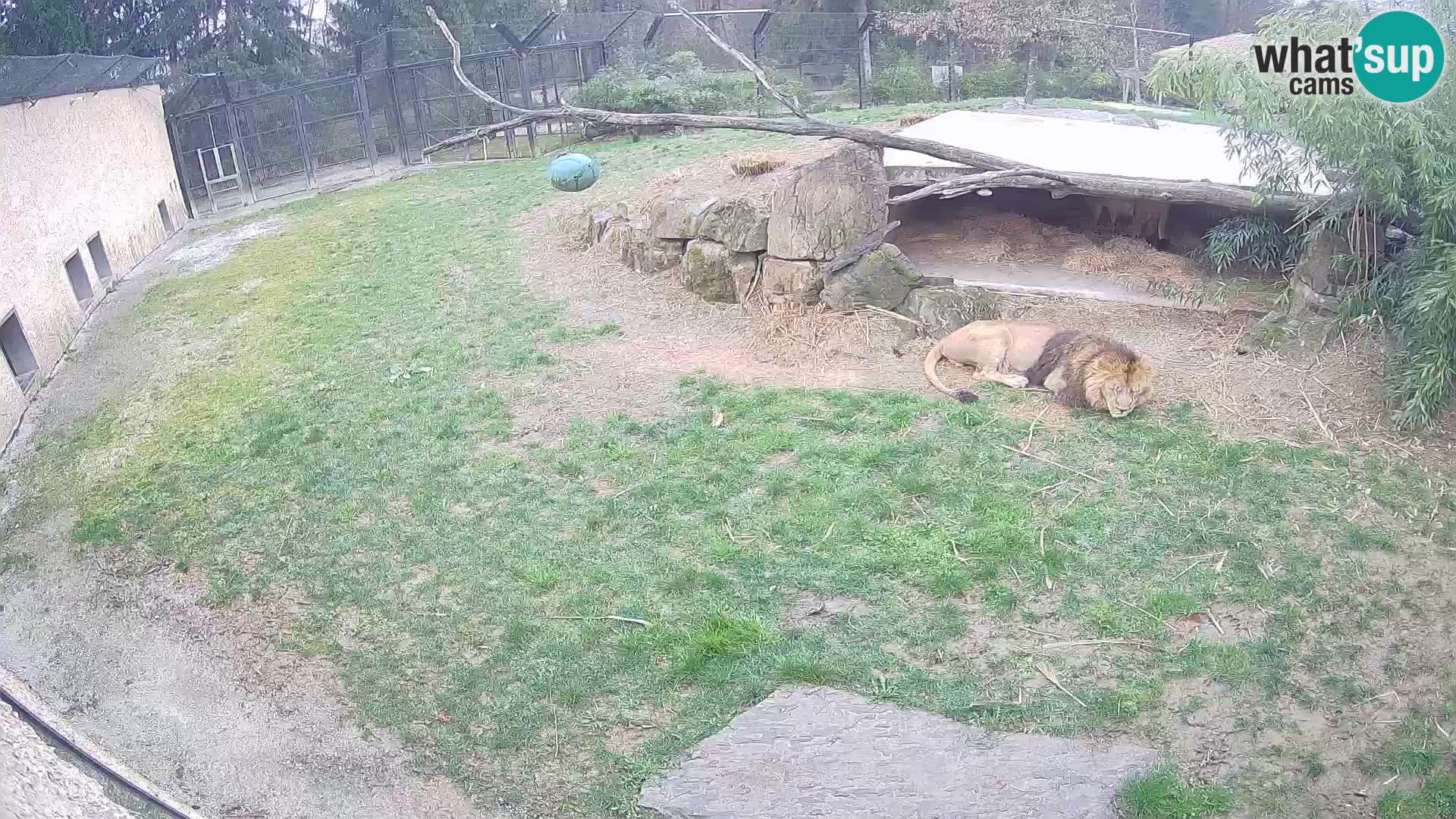 LEON Webcam en vivo en Ljubljana Zoo – Eslovenia
