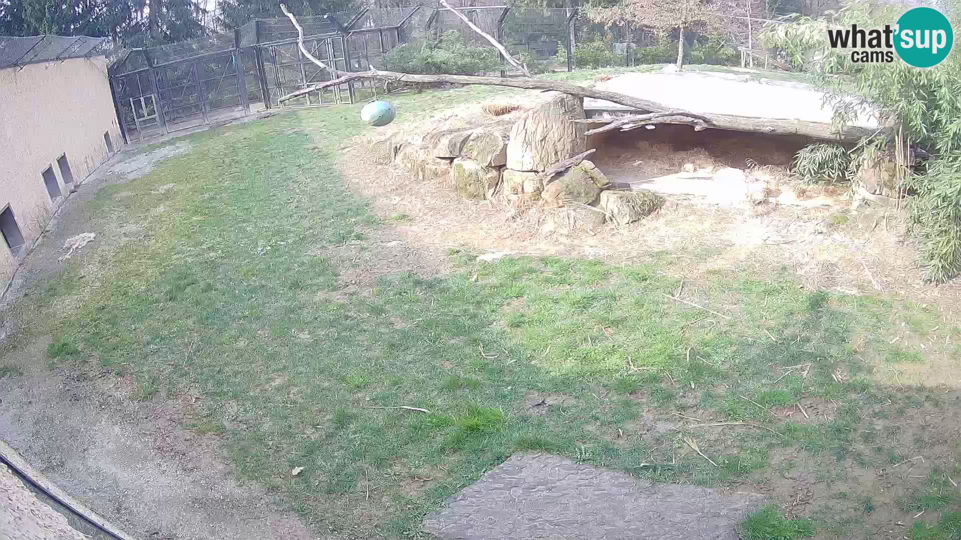 LION live Webcam in Ljubljana Zoo – Slovenia