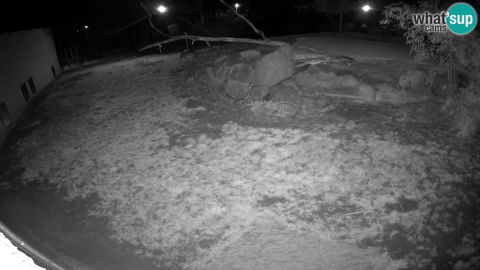 LION live Webcam in Ljubljana Zoo – Slovenia