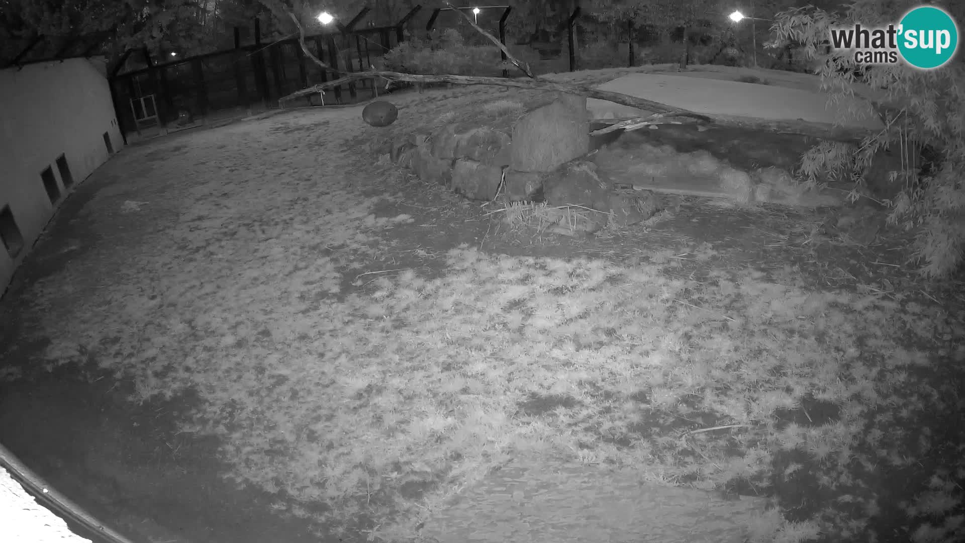 Lavovi web kamera uživo u ljubljanskom zoološkom vrtu – Slovenija