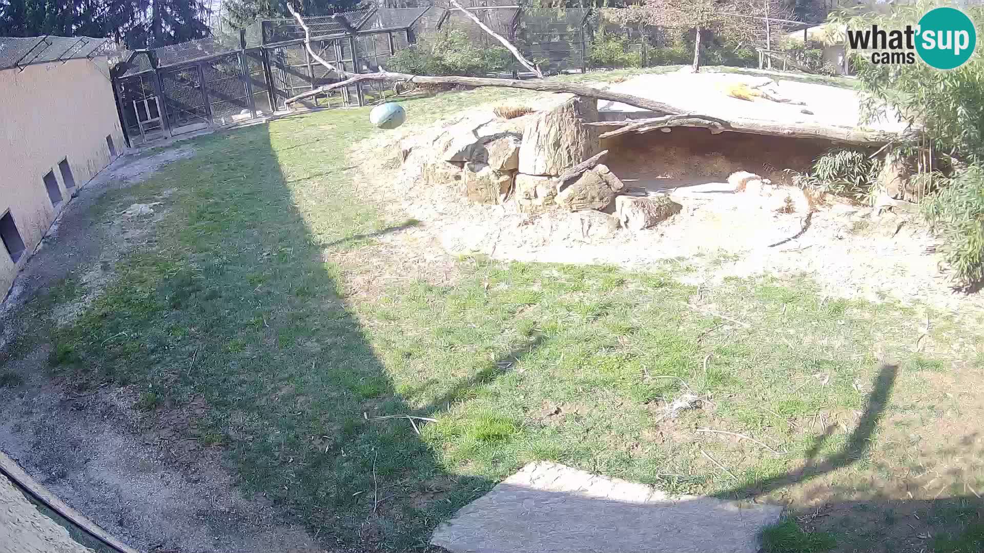LION webcam en direct du zoo de Ljubljana – Slovénie