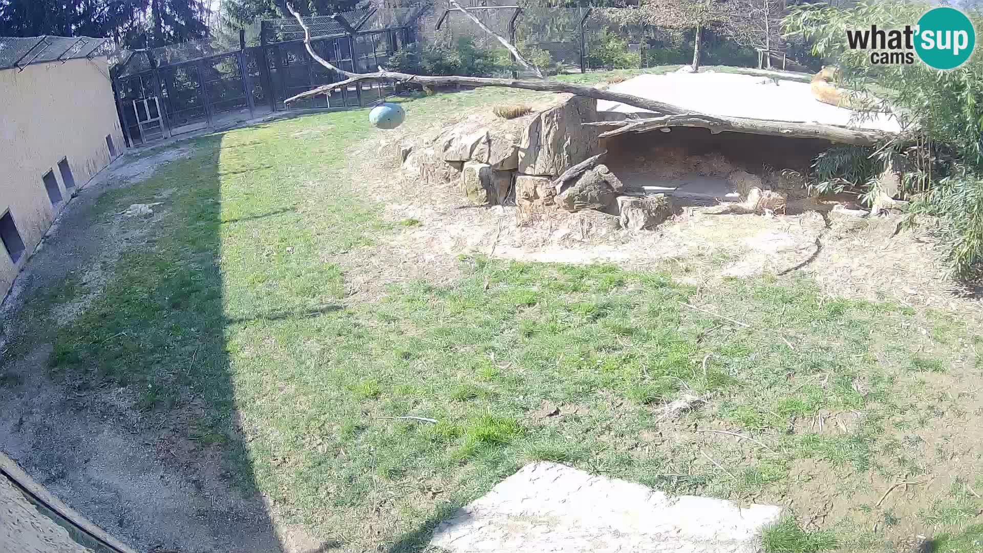 Lavovi web kamera uživo u ljubljanskom zoološkom vrtu – Slovenija