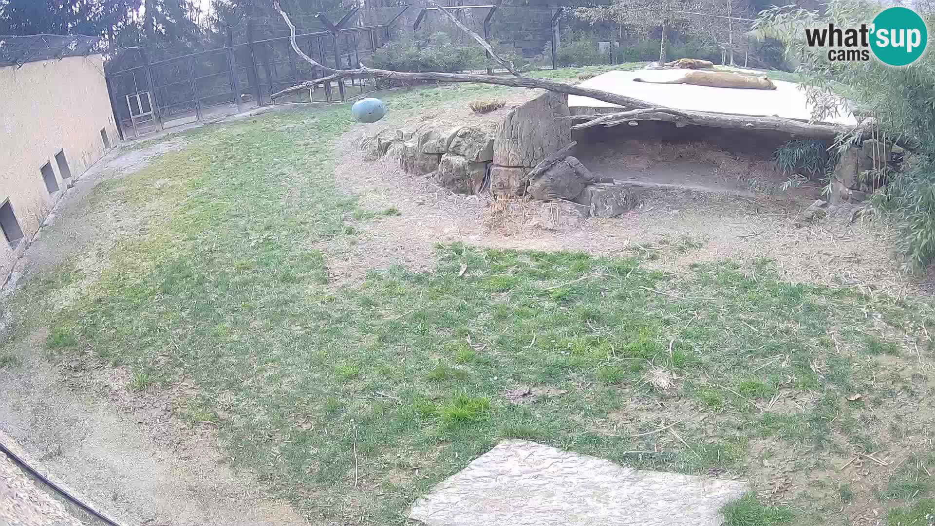 Löwe live Webcam im Zoo von Ljubljana – Slowenien
