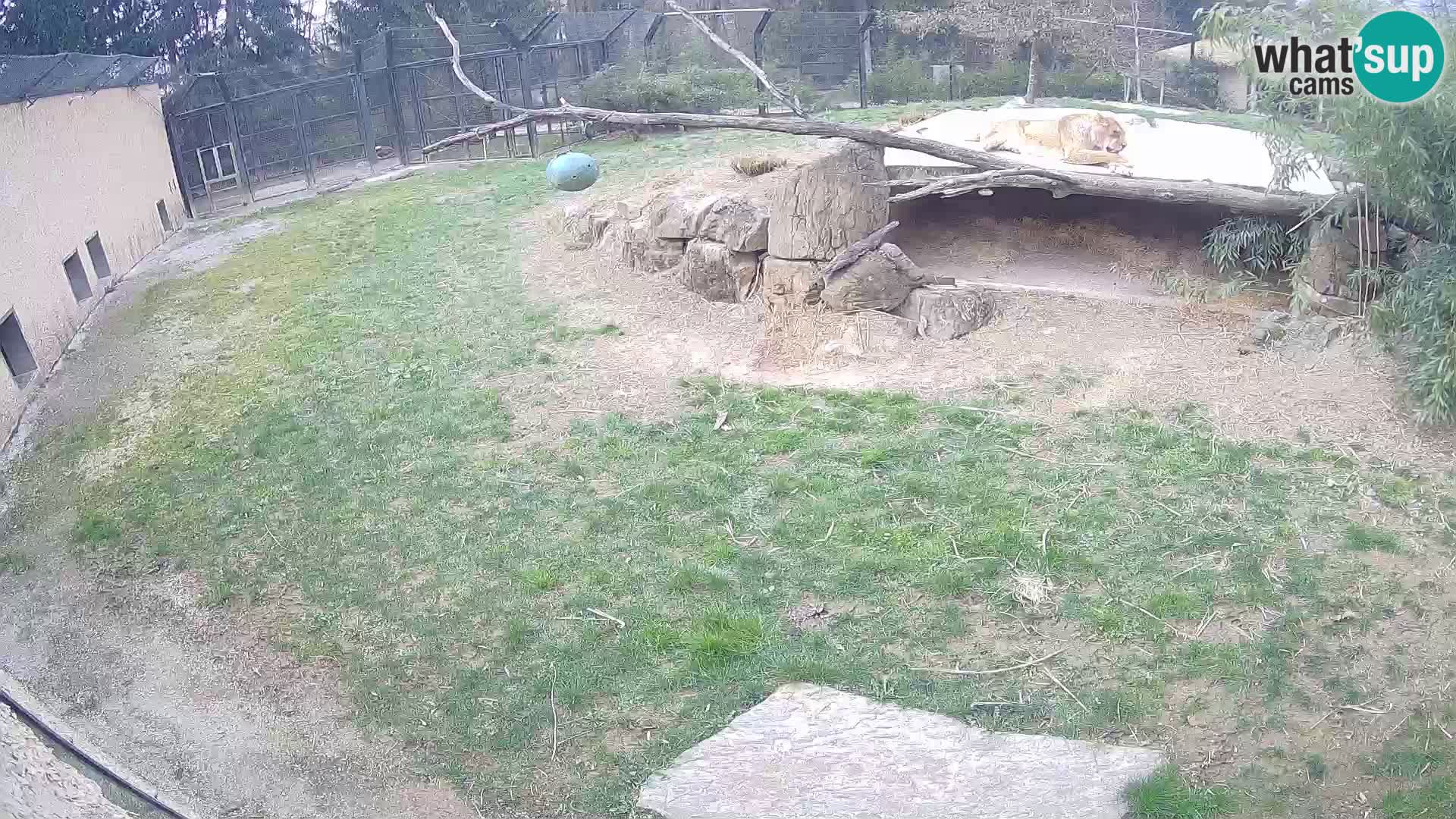 Löwe live Webcam im Zoo von Ljubljana – Slowenien