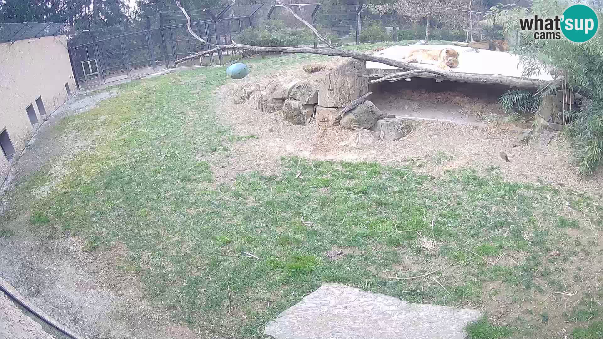 LEVI spletna kamera v živalskem vrtu Ljubljana Zoo