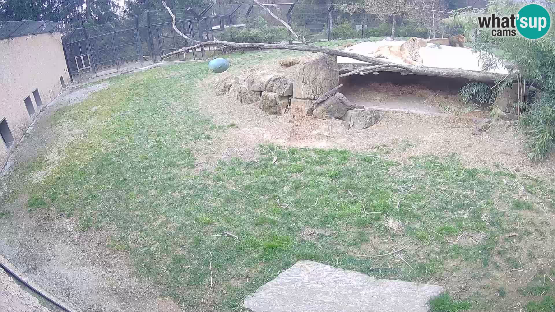 LEVI spletna kamera v živalskem vrtu Ljubljana Zoo