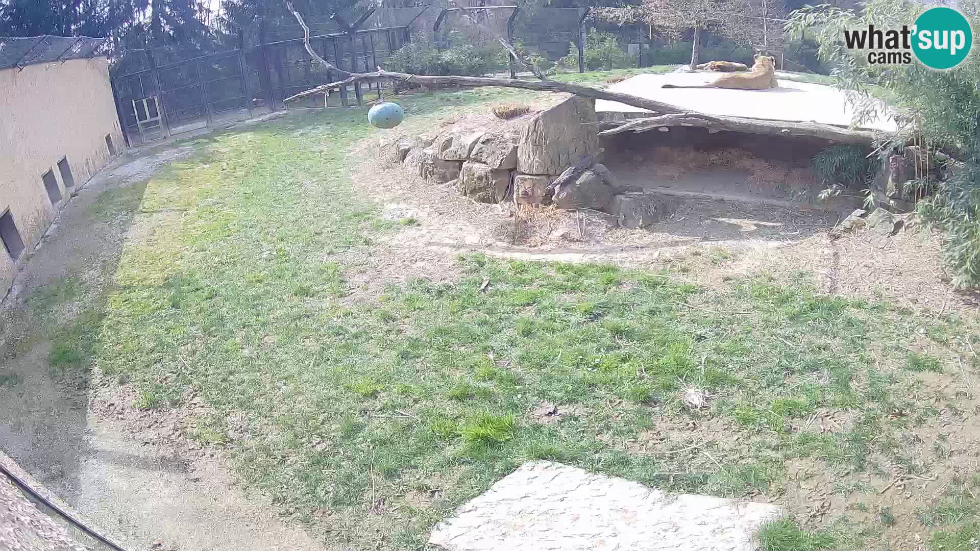 LEONE live Webcam nello zoo di Lubiana – Slovenia