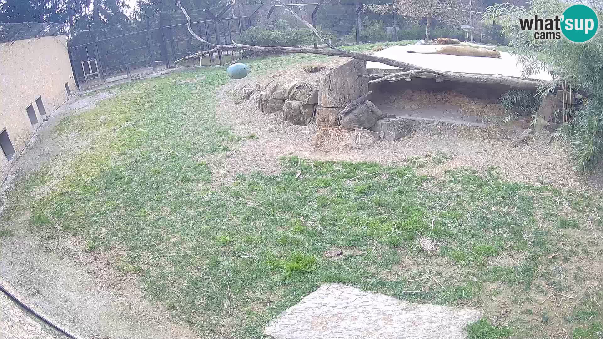 LEONE live Webcam nello zoo di Lubiana – Slovenia