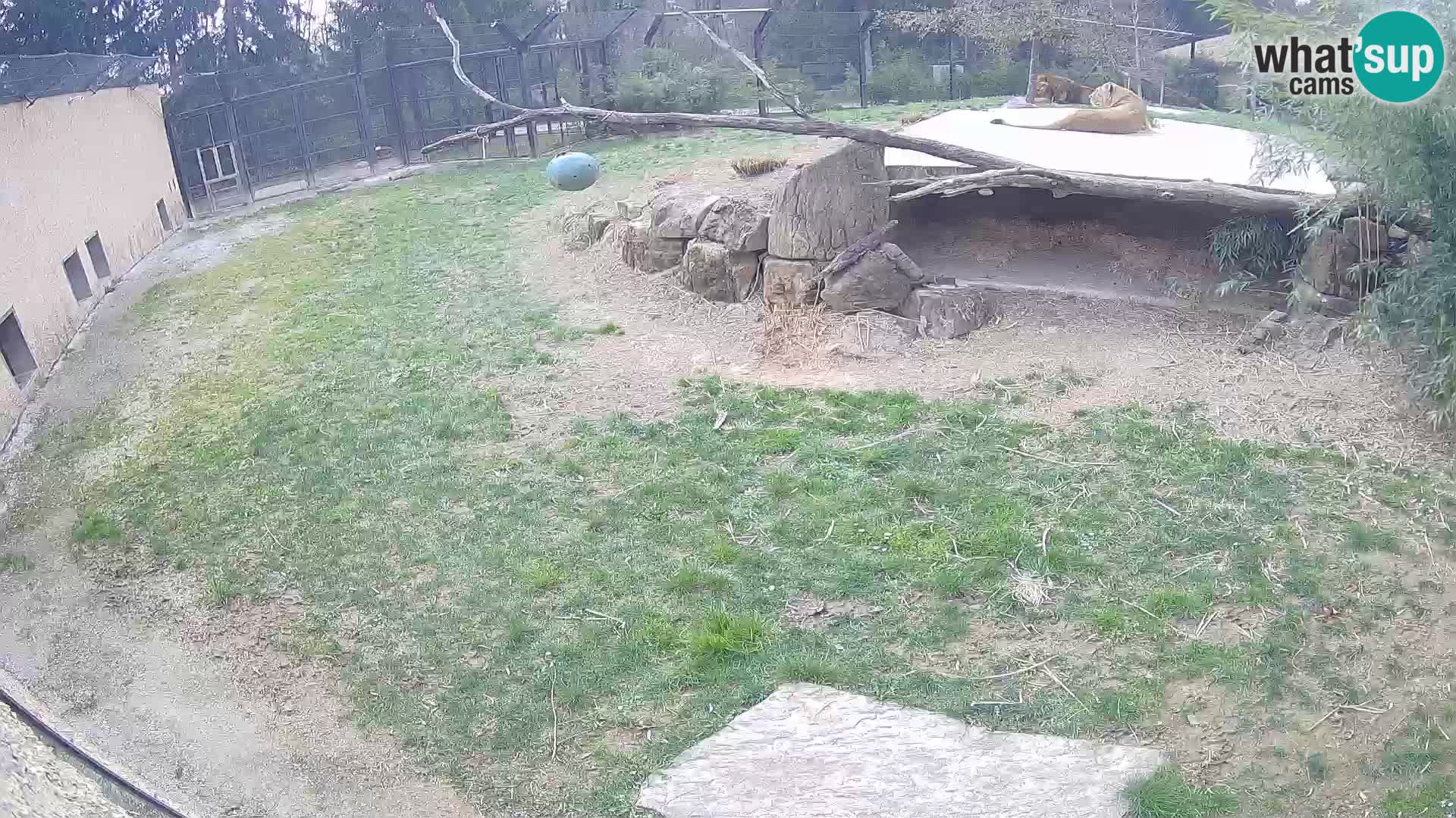 LEVI spletna kamera v živalskem vrtu Ljubljana Zoo