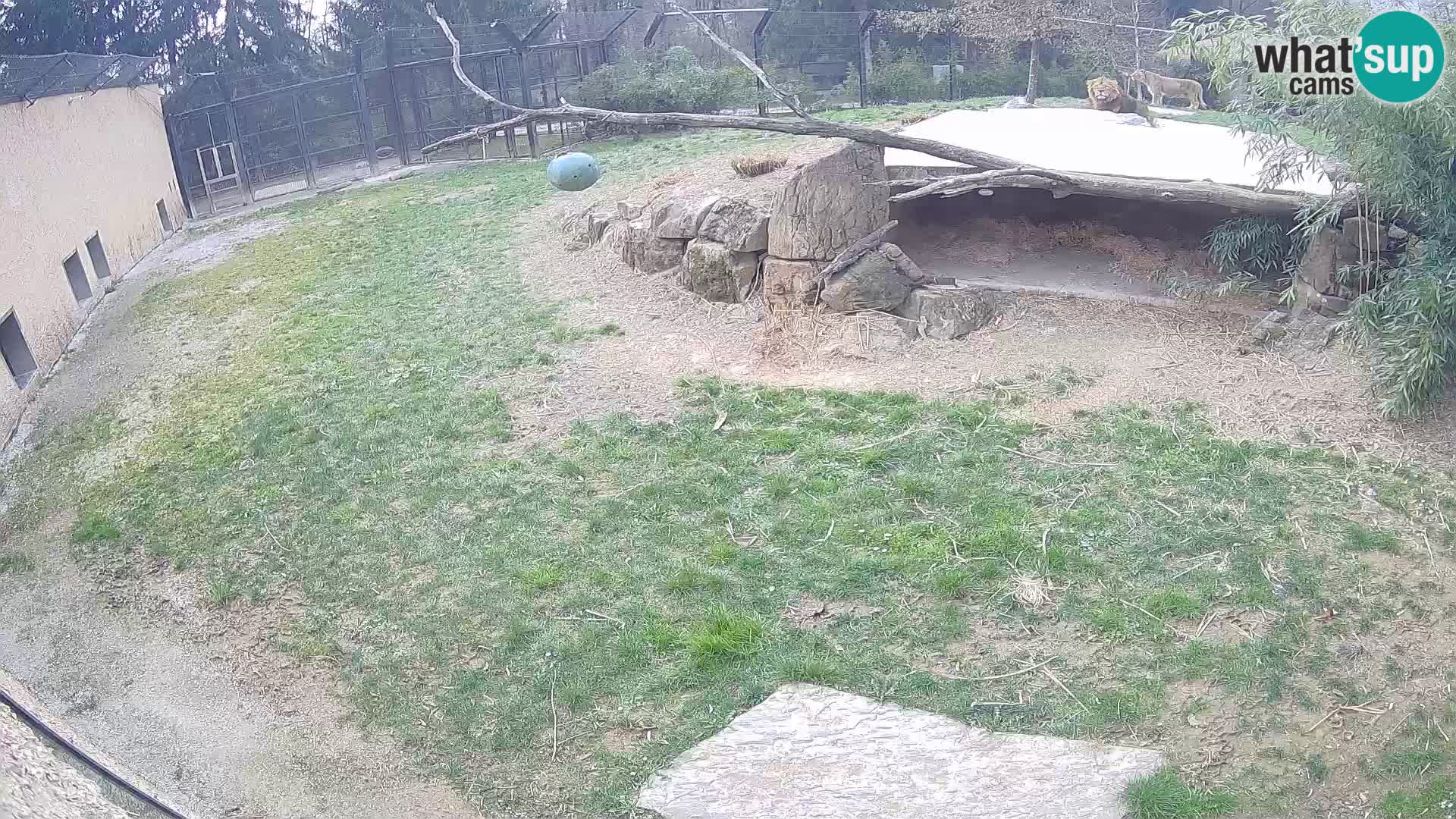 LION webcam en direct du zoo de Ljubljana – Slovénie