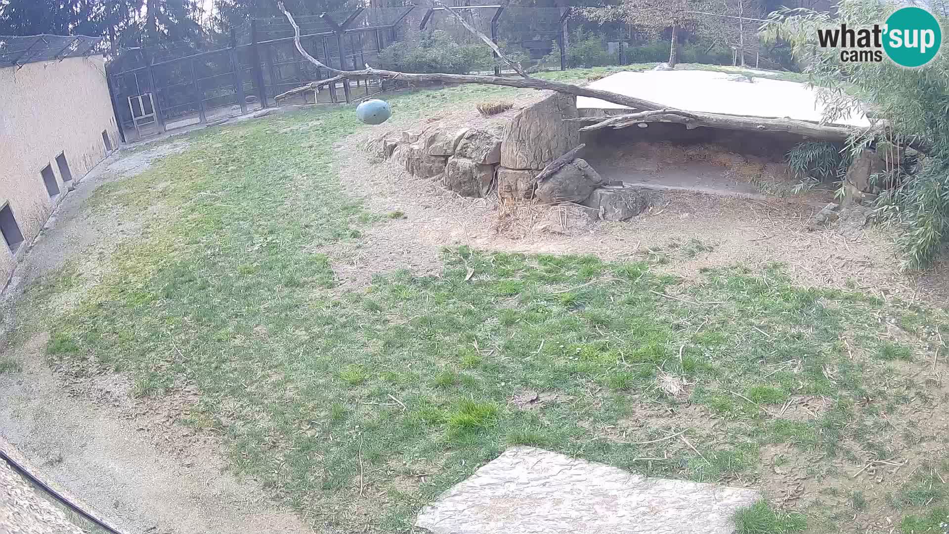 LEONE live Webcam nello zoo di Lubiana – Slovenia