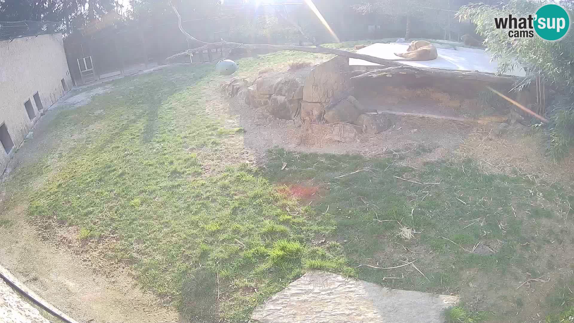 Lavovi web kamera uživo u ljubljanskom zoološkom vrtu – Slovenija