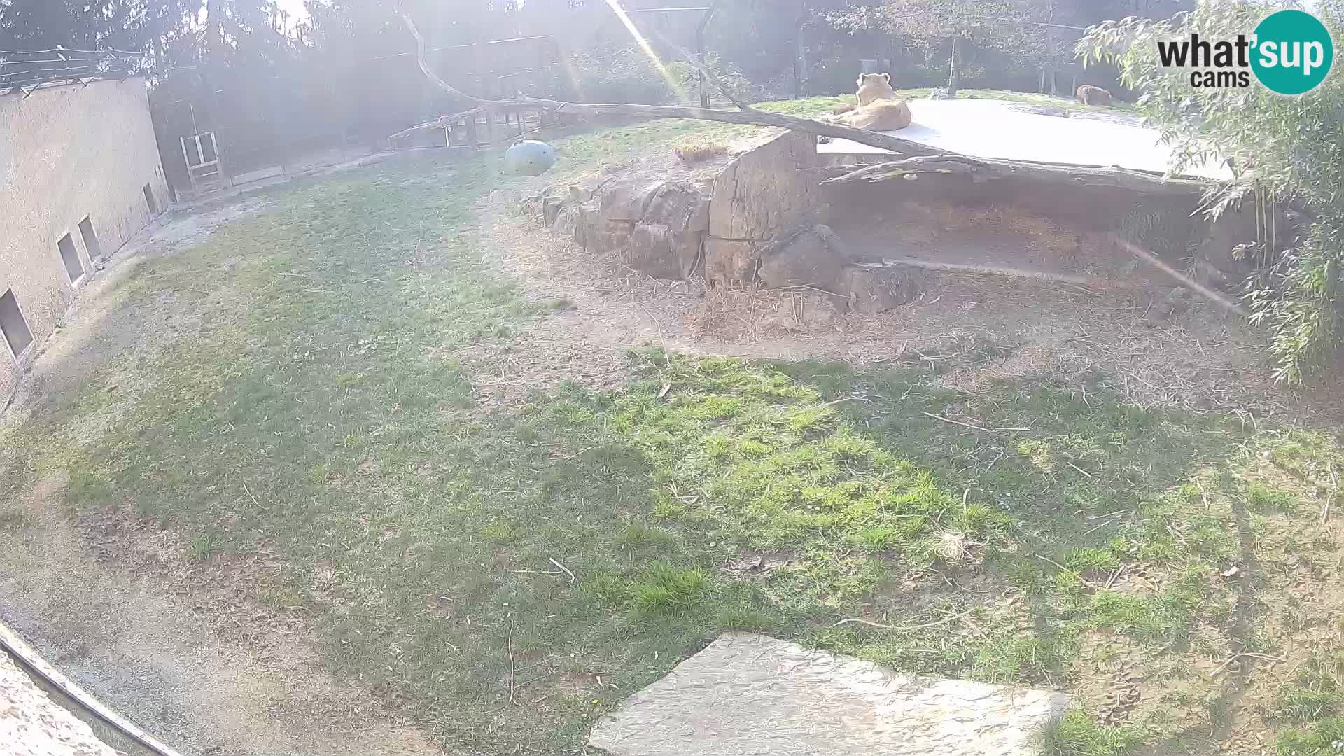 LEONE live Webcam nello zoo di Lubiana – Slovenia