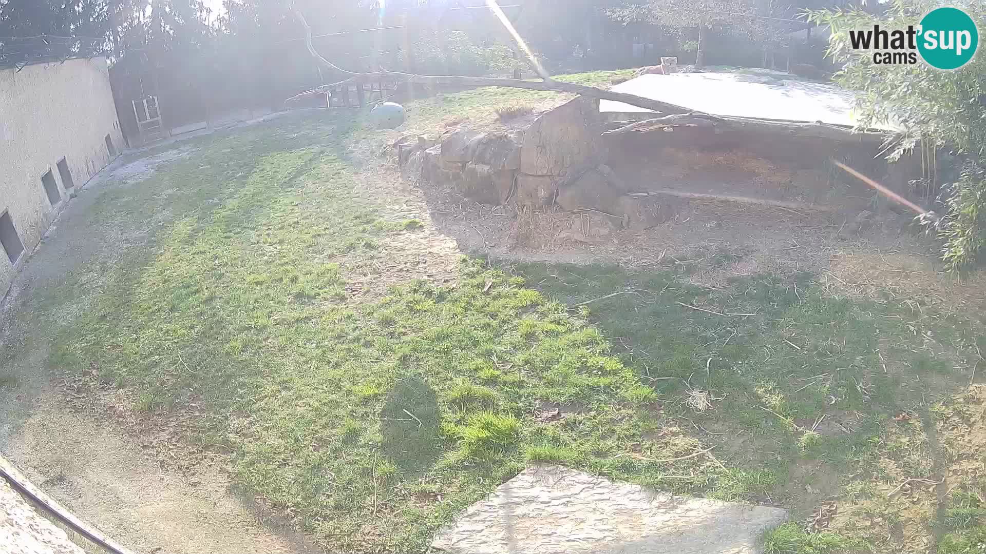 LION webcam en direct du zoo de Ljubljana – Slovénie