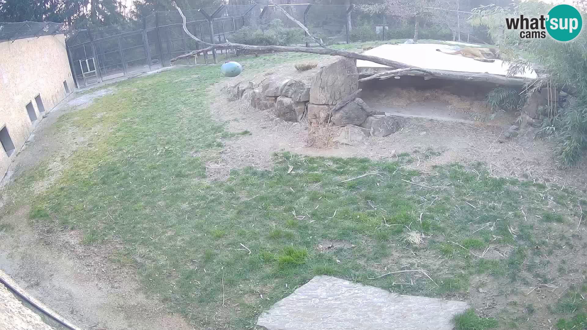 LION webcam en direct du zoo de Ljubljana – Slovénie