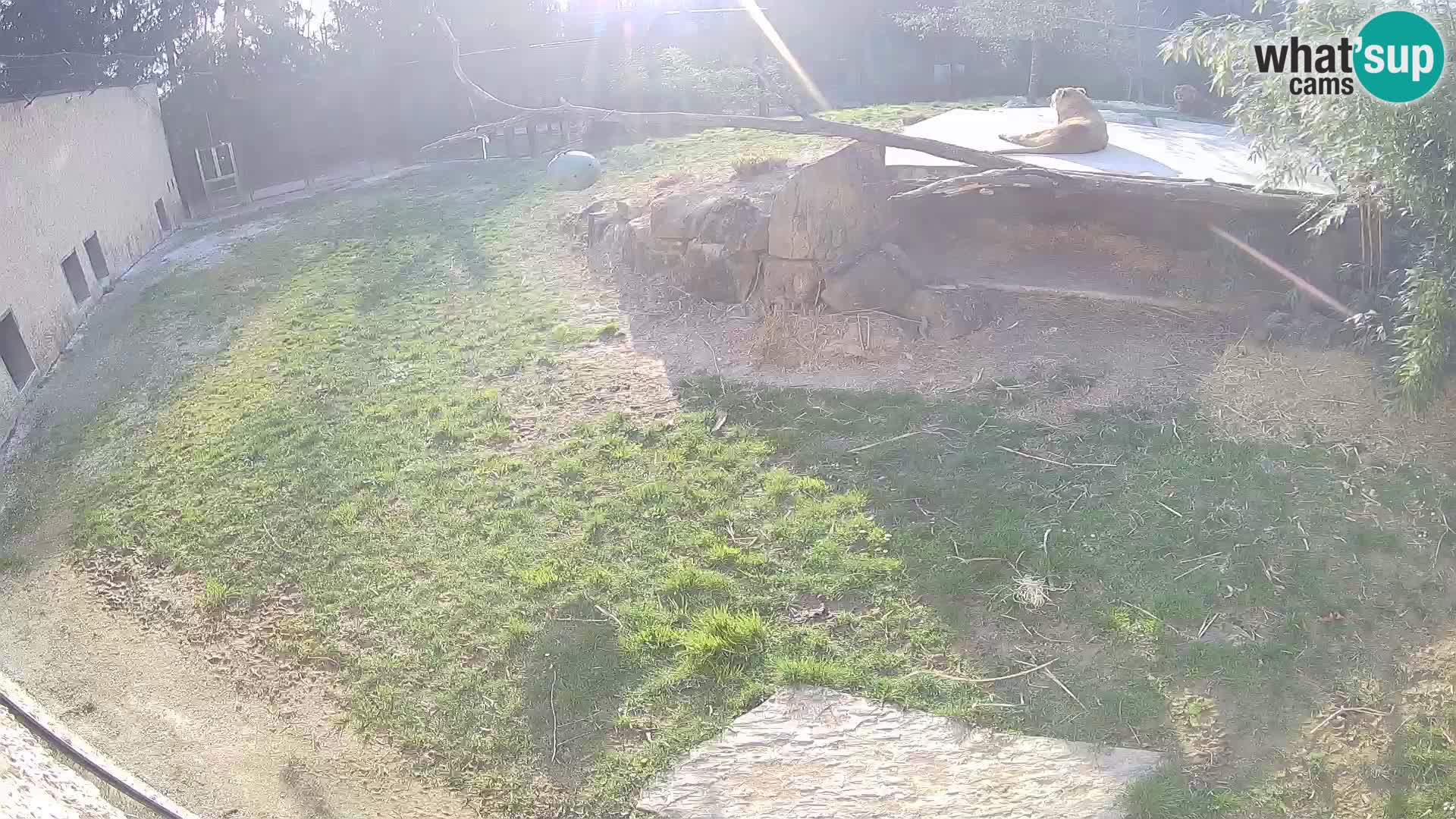LEONE live Webcam nello zoo di Lubiana – Slovenia