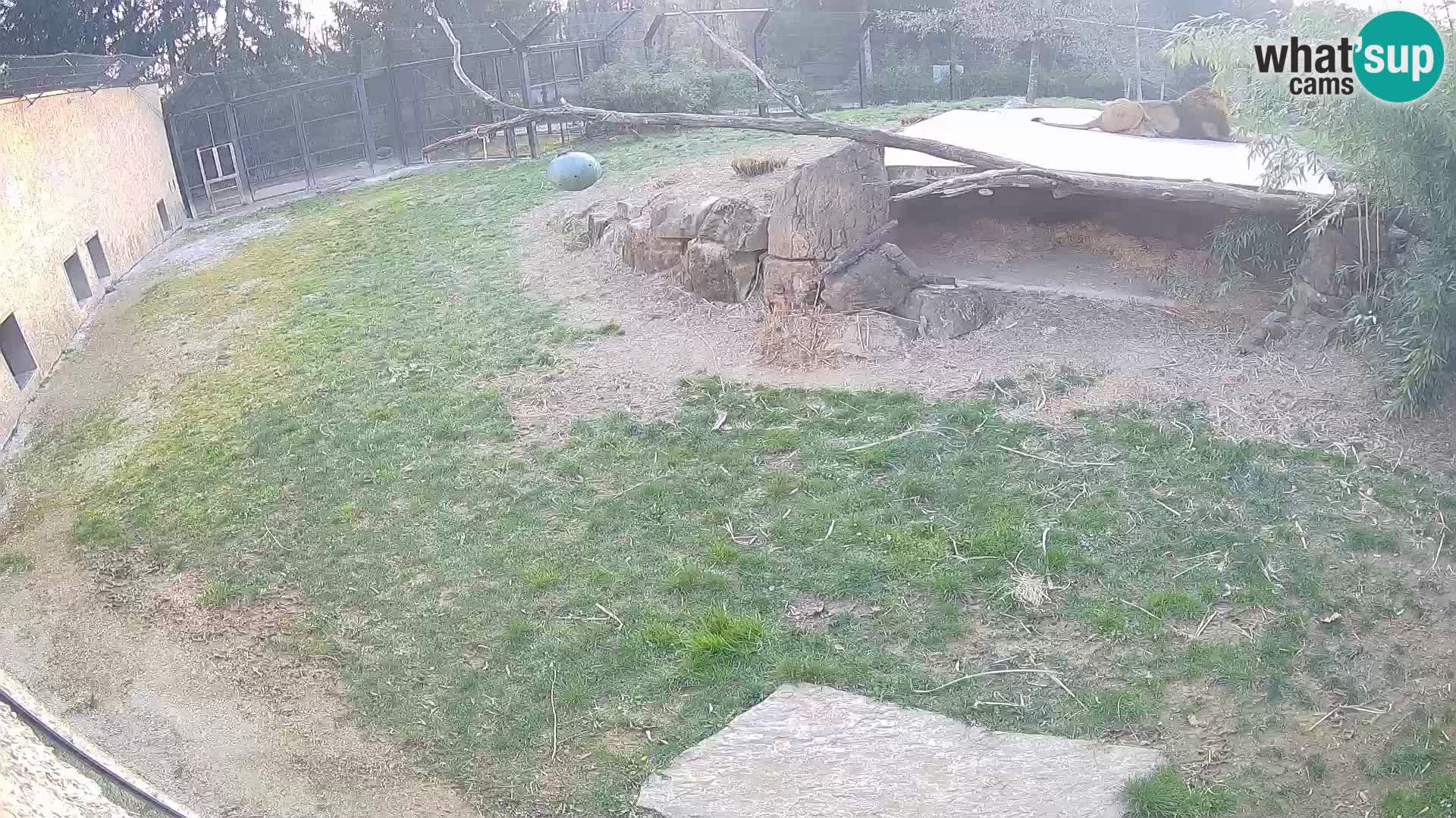 LION live Webcam in Ljubljana Zoo – Slovenia