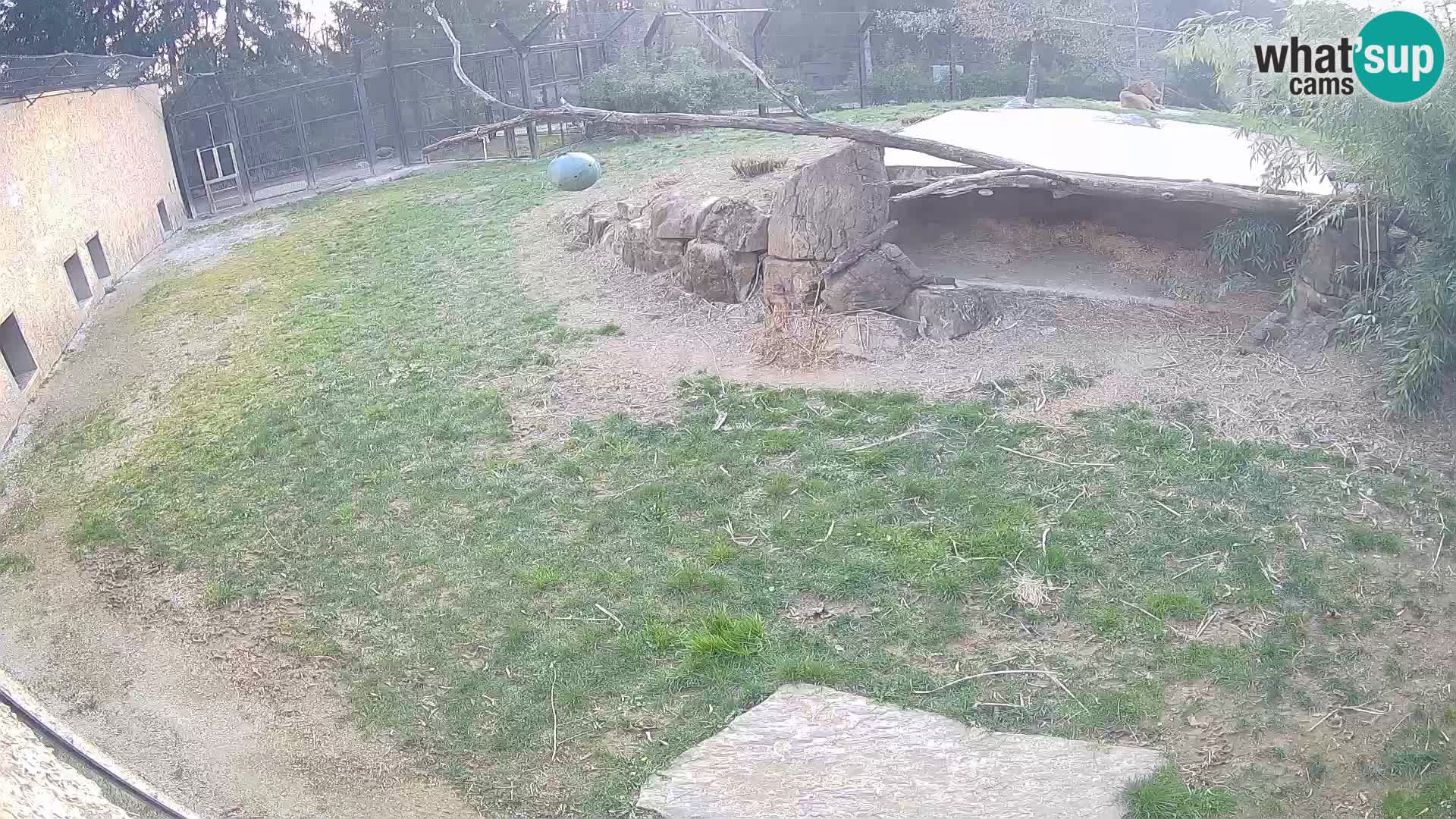 LEONE live Webcam nello zoo di Lubiana – Slovenia