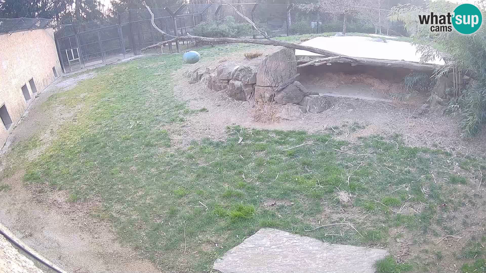 Löwe live Webcam im Zoo von Ljubljana – Slowenien