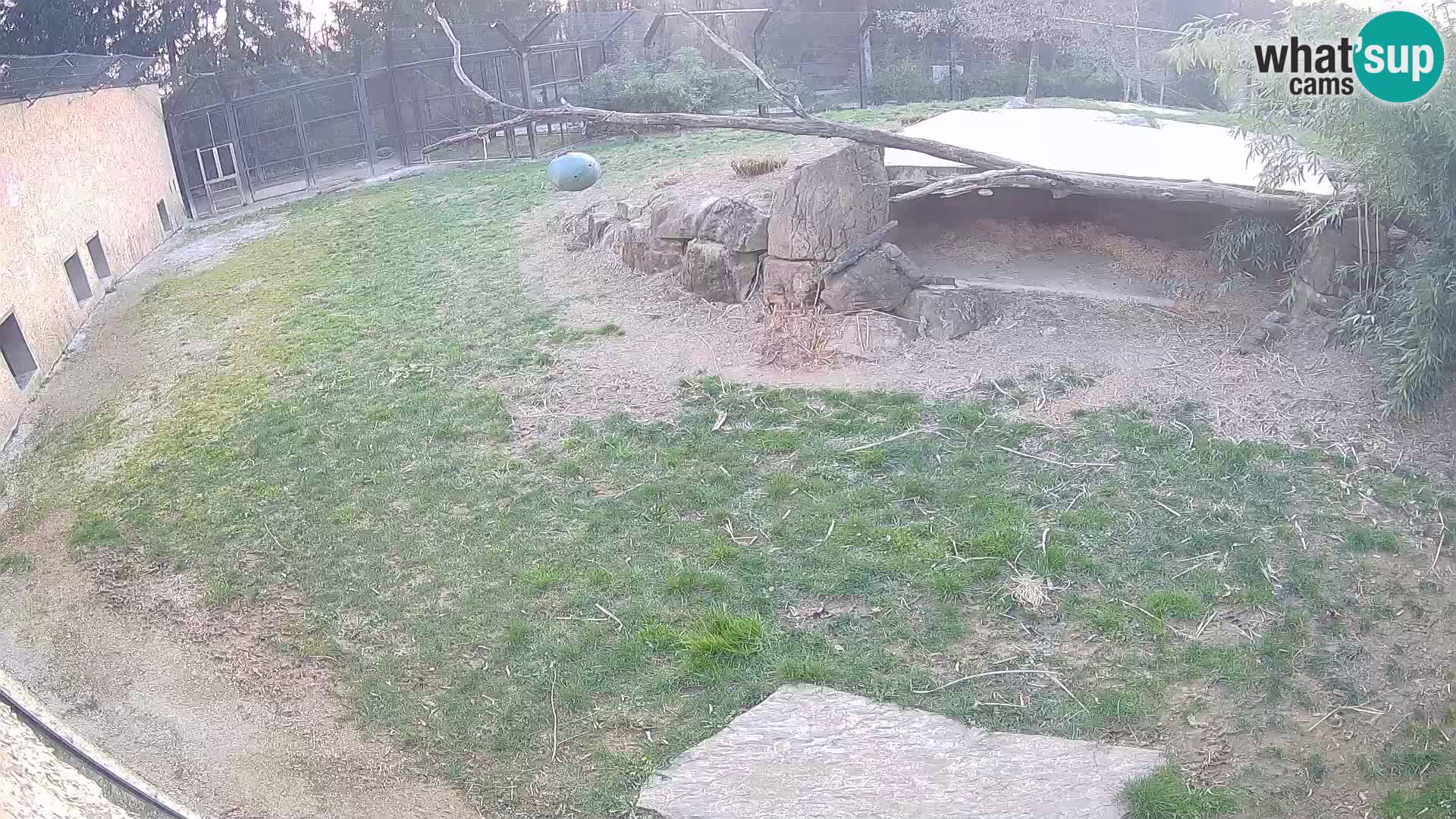 LION live Webcam in Ljubljana Zoo – Slovenia