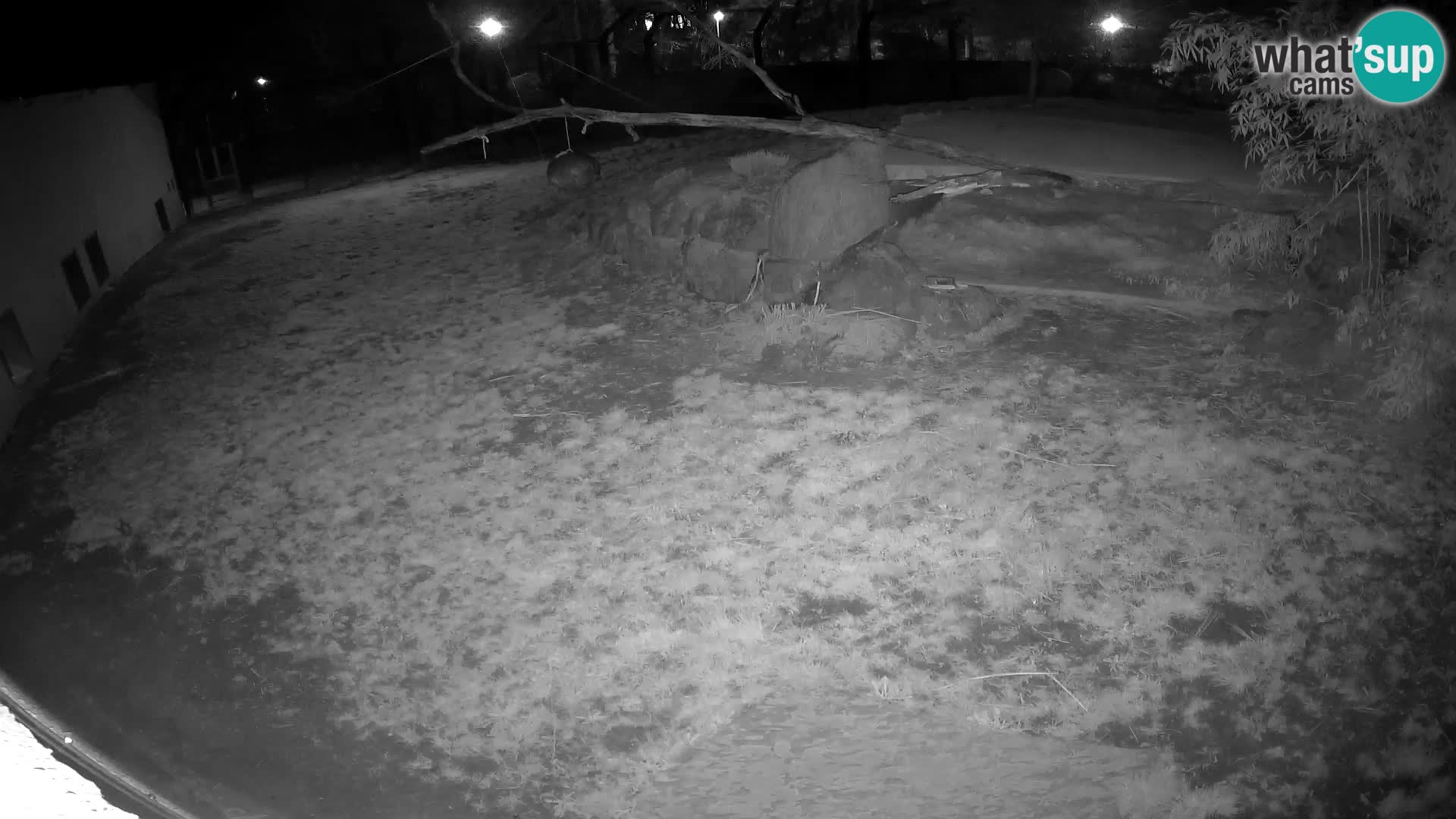 LION live Webcam in Ljubljana Zoo – Slovenia