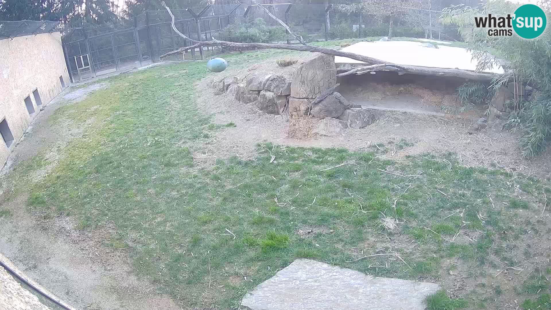 LION webcam en direct du zoo de Ljubljana – Slovénie
