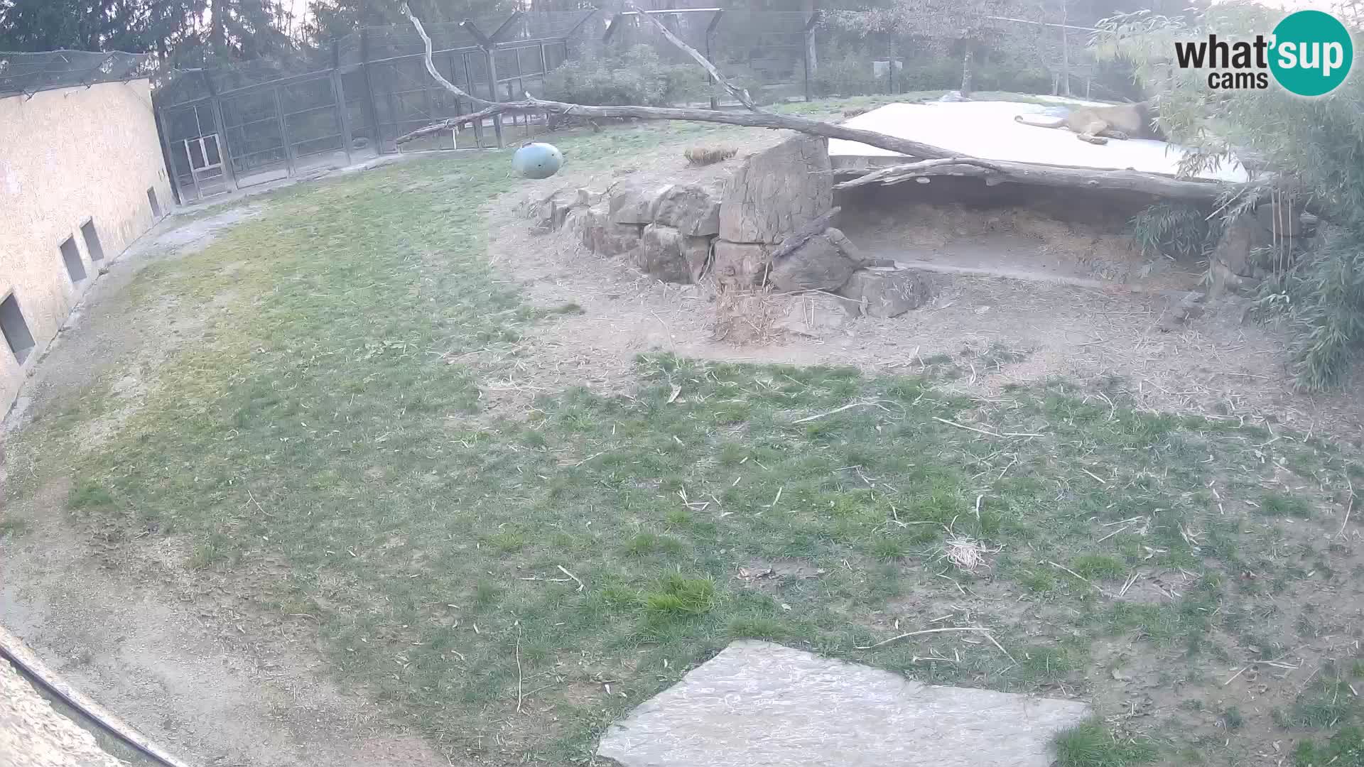 LEON Webcam en vivo en Ljubljana Zoo – Eslovenia